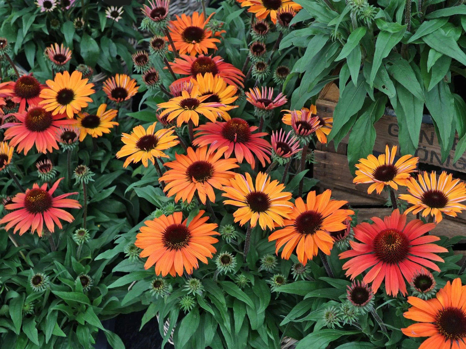 Scheinsonnenhut 'SunMagic Vintage Orange' ® 4 Scheinsonnenhut 'SunMagic Vintage Orange' ® – Bild 2