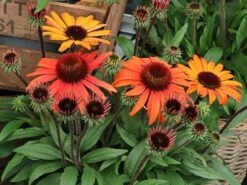 Scheinsonnenhut 'SunMagic Vintage Orange' ® 7 Scheinsonnenhut 'SunMagic Vintage Orange' ® -Günstiges Garten Zart Geschäft scheinsonnenhut sunmagic vintage orange m124024 w 1