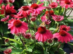 Scheinsonnenhut 'SunMagic Vintage Red' ® -Günstiges Garten Zart Geschäft scheinsonnenhut sunmagic vintage red m124026 w 1