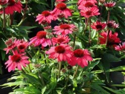 Scheinsonnenhut 'SunMagic Vintage Red' ® -Günstiges Garten Zart Geschäft scheinsonnenhut sunmagic vintage red m124026 w 2