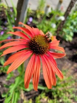 Scheinsonnenhut 'Tomato Soup' ®