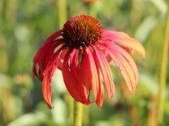 Scheinsonnenhut 'Tomato Soup' ® -Günstiges Garten Zart Geschäft scheinsonnenhut tomato soup m058450 w 0