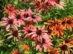 Scheinsonnenhut 'Tomato Soup' ® -Günstiges Garten Zart Geschäft scheinsonnenhut tomato soup m058450 w 10