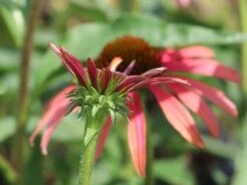 Scheinsonnenhut 'Tomato Soup' ® -Günstiges Garten Zart Geschäft scheinsonnenhut tomato soup m058450 w 2