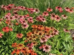 Scheinsonnenhut 'Tomato Soup' ® -Günstiges Garten Zart Geschäft scheinsonnenhut tomato soup m058450 w 7