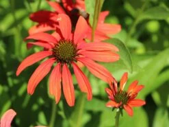 Scheinsonnenhut 'Tomato Soup' ® -Günstiges Garten Zart Geschäft scheinsonnenhut tomato soup m058450 w 8