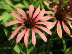 Scheinsonnenhut 'Tomato Soup' ® -Günstiges Garten Zart Geschäft scheinsonnenhut tomato soup m058450 w 9