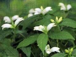 Schlangenkopf 'Alba' -Günstiges Garten Zart Geschäft schlangenkopf alba m058129 w 0