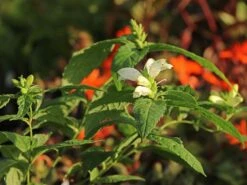 Schlangenkopf 'Alba' -Günstiges Garten Zart Geschäft schlangenkopf alba m058129 w 1