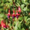Schlanke-Fuchsie / Freiland-Fuchsie -Günstiges Garten Zart Geschäft schlanke fuchsie freiland fuchsie m003834 h 0