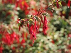 Schlanke-Fuchsie / Freiland-Fuchsie -Günstiges Garten Zart Geschäft schlanke fuchsie freiland fuchsie m003834 w 0