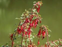 Schlanke-Fuchsie / Freiland-Fuchsie -Günstiges Garten Zart Geschäft schlanke fuchsie freiland fuchsie m003834 w 4