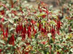 Schlanke-Fuchsie / Freiland-Fuchsie -Günstiges Garten Zart Geschäft schlanke fuchsie freiland fuchsie m003834 w 5