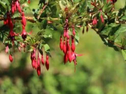 Schlanke-Fuchsie / Freiland-Fuchsie -Günstiges Garten Zart Geschäft schlanke fuchsie freiland fuchsie m003834 w 8