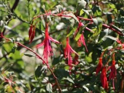Schlanke-Fuchsie / Freiland-Fuchsie -Günstiges Garten Zart Geschäft schlanke fuchsie m003834 w 5