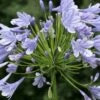 Schmucklilie 'Blue Giant' -Günstiges Garten Zart Geschäft schmucklilie blue giant m057576 h 0