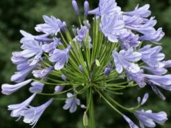 Schmucklilie 'Blue Giant'