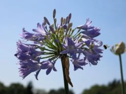 Schmucklilie 'Blue Giant' 12 Schmucklilie 'Blue Giant' -Günstiges Garten Zart Geschäft schmucklilie blue giant m057576 w 1