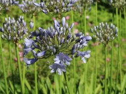 Schmucklilie 'Blue Giant' 15 Schmucklilie 'Blue Giant' -Günstiges Garten Zart Geschäft schmucklilie blue giant m057576 w 3