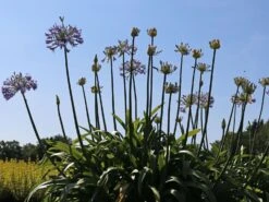 Schmucklilie 'Blue Giant' 13 Schmucklilie 'Blue Giant' -Günstiges Garten Zart Geschäft schmucklilie blue giant m057576 w 4