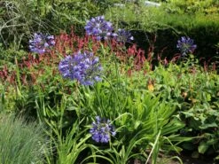 Schmucklilie 'Blue Giant' 16 Schmucklilie 'Blue Giant' -Günstiges Garten Zart Geschäft schmucklilie blue giant m057576 w 7