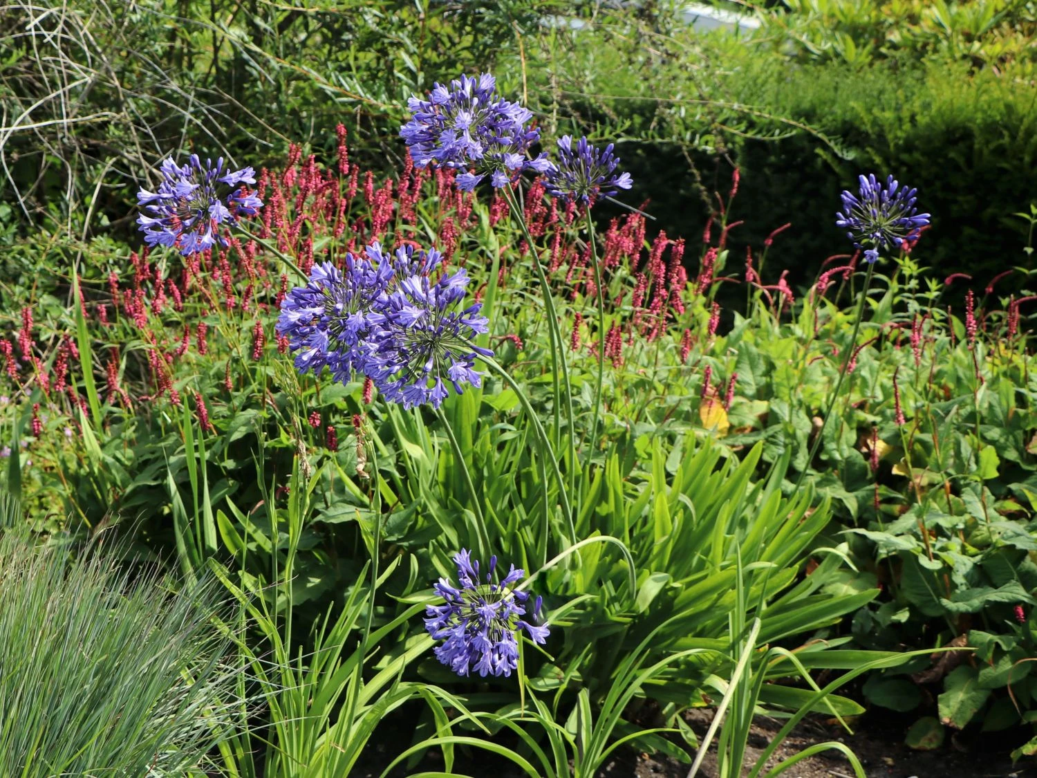 Schmucklilie 'Blue Giant' 9 Schmucklilie 'Blue Giant' – Bild 7