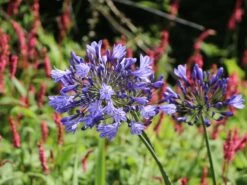 Schmucklilie 'Blue Giant' 17 Schmucklilie 'Blue Giant' -Günstiges Garten Zart Geschäft schmucklilie blue giant m057576 w 8