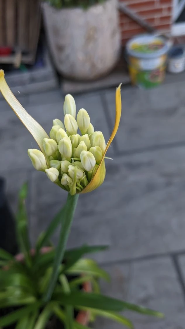 Schmucklilie 'Glacier Stream' 13 Schmucklilie 'Glacier Stream' – Bild 11