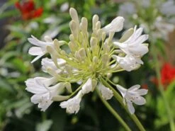 Schmucklilie 'Glacier Stream'