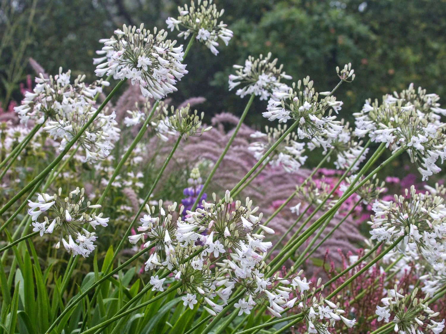 Schmucklilie 'Glacier Stream' 8 Schmucklilie 'Glacier Stream' – Bild 6