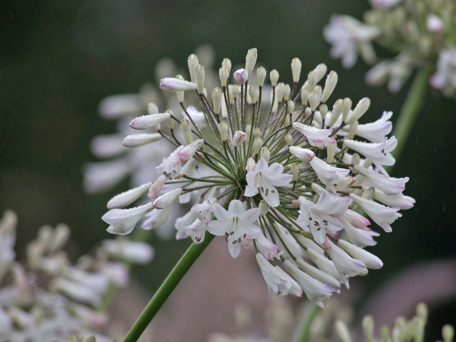 Schmucklilie 'Glacier Stream' 9 Schmucklilie 'Glacier Stream' – Bild 7