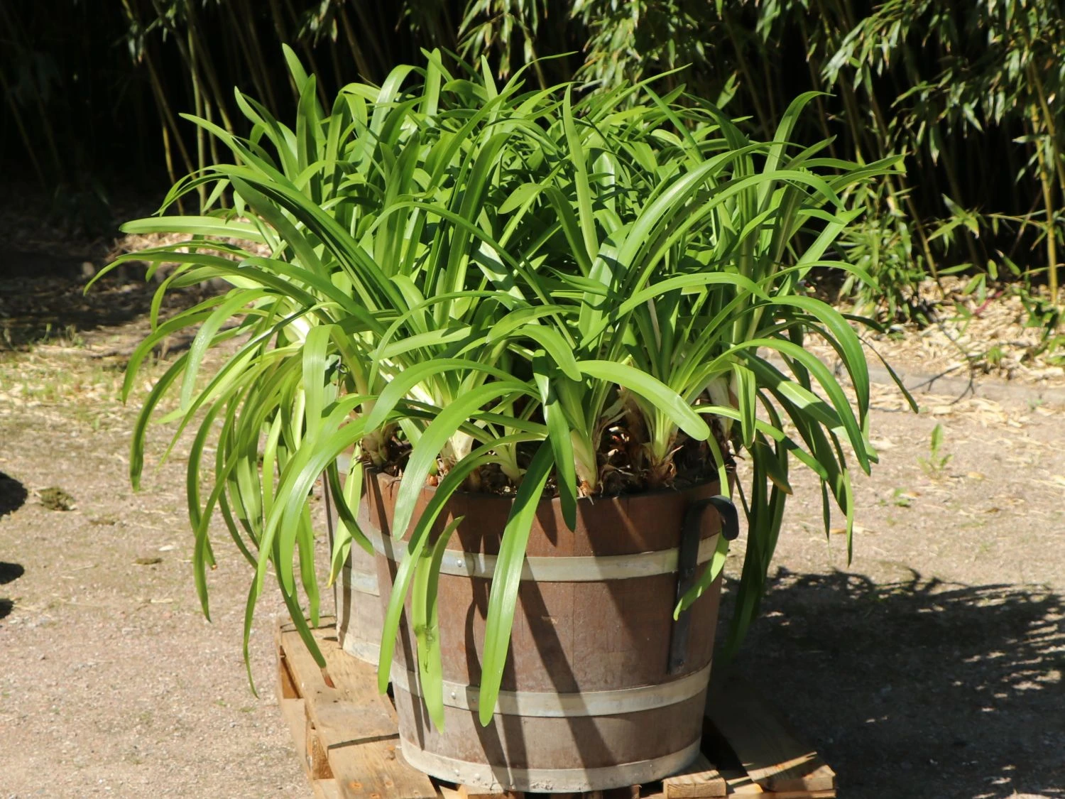 Schmucklilie 'Glacier Stream' 11 Schmucklilie 'Glacier Stream' – Bild 9