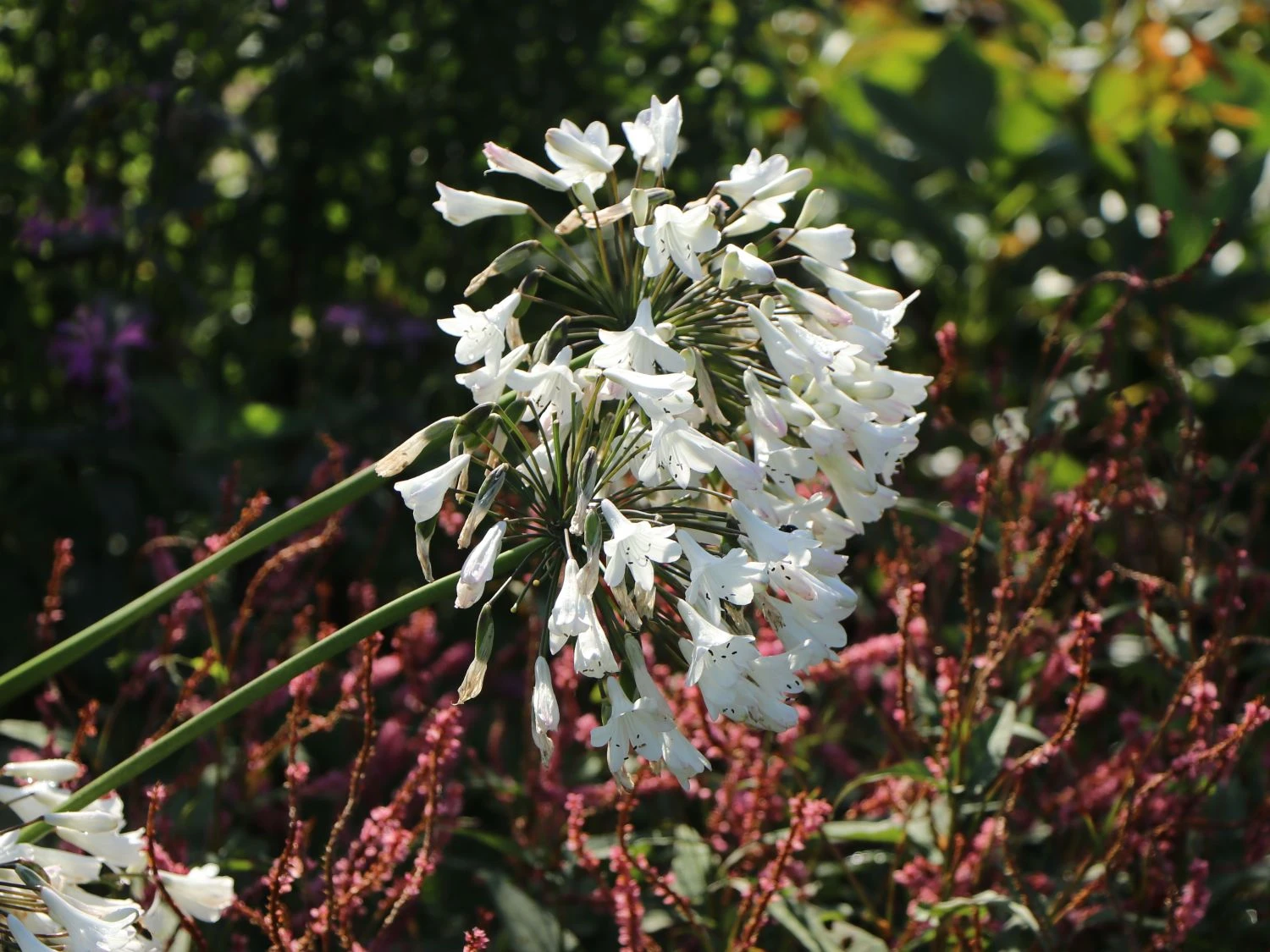 Schmucklilie 'Glacier Stream' 10 Schmucklilie 'Glacier Stream' – Bild 8