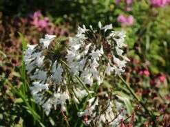 Schmucklilie 'Glacier Stream' 15 Schmucklilie 'Glacier Stream' -Günstiges Garten Zart Geschäft schmucklilie glacier stream m057578 w 4
