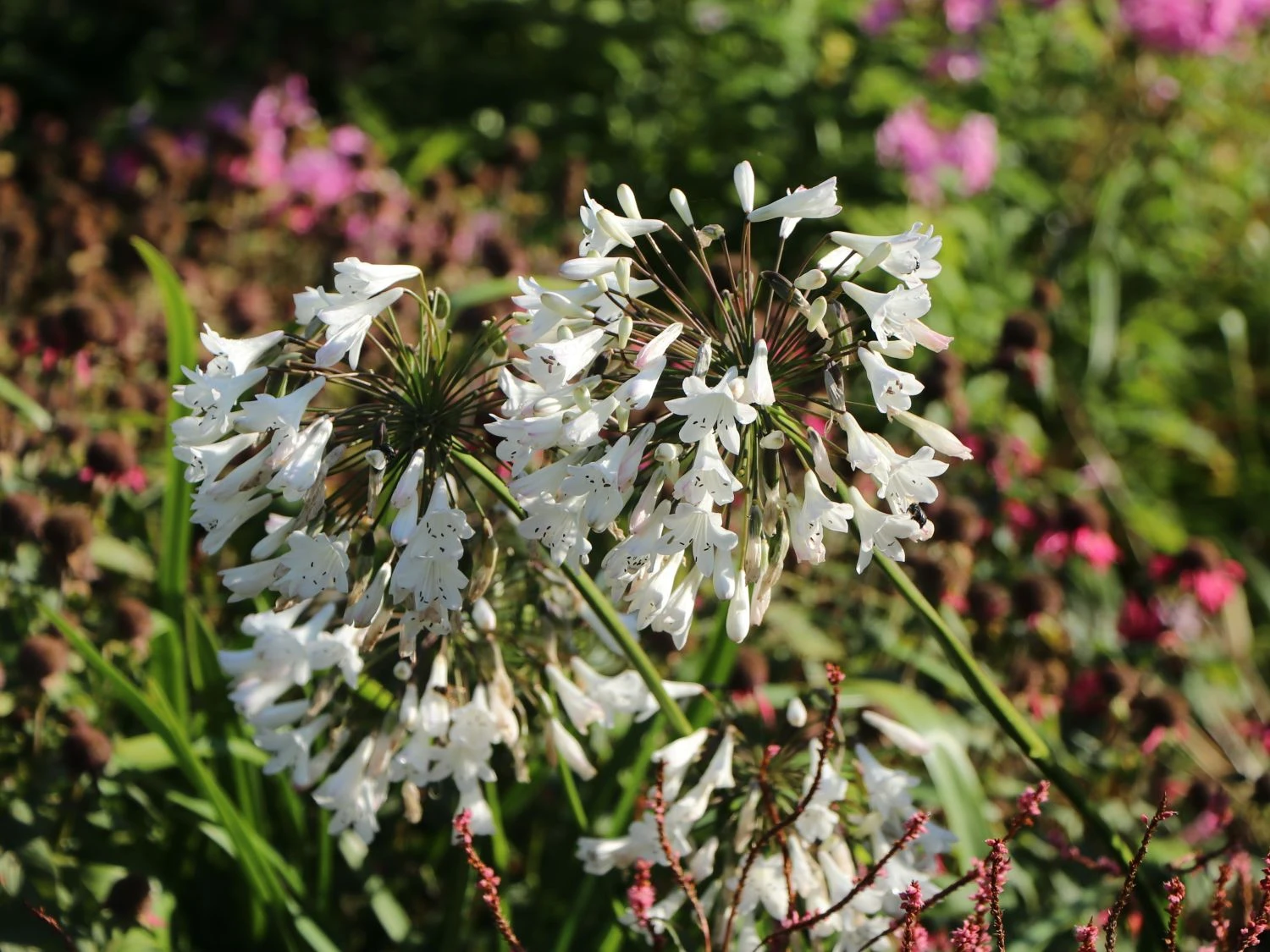 Schmucklilie 'Glacier Stream' 5 Schmucklilie 'Glacier Stream' – Bild 3