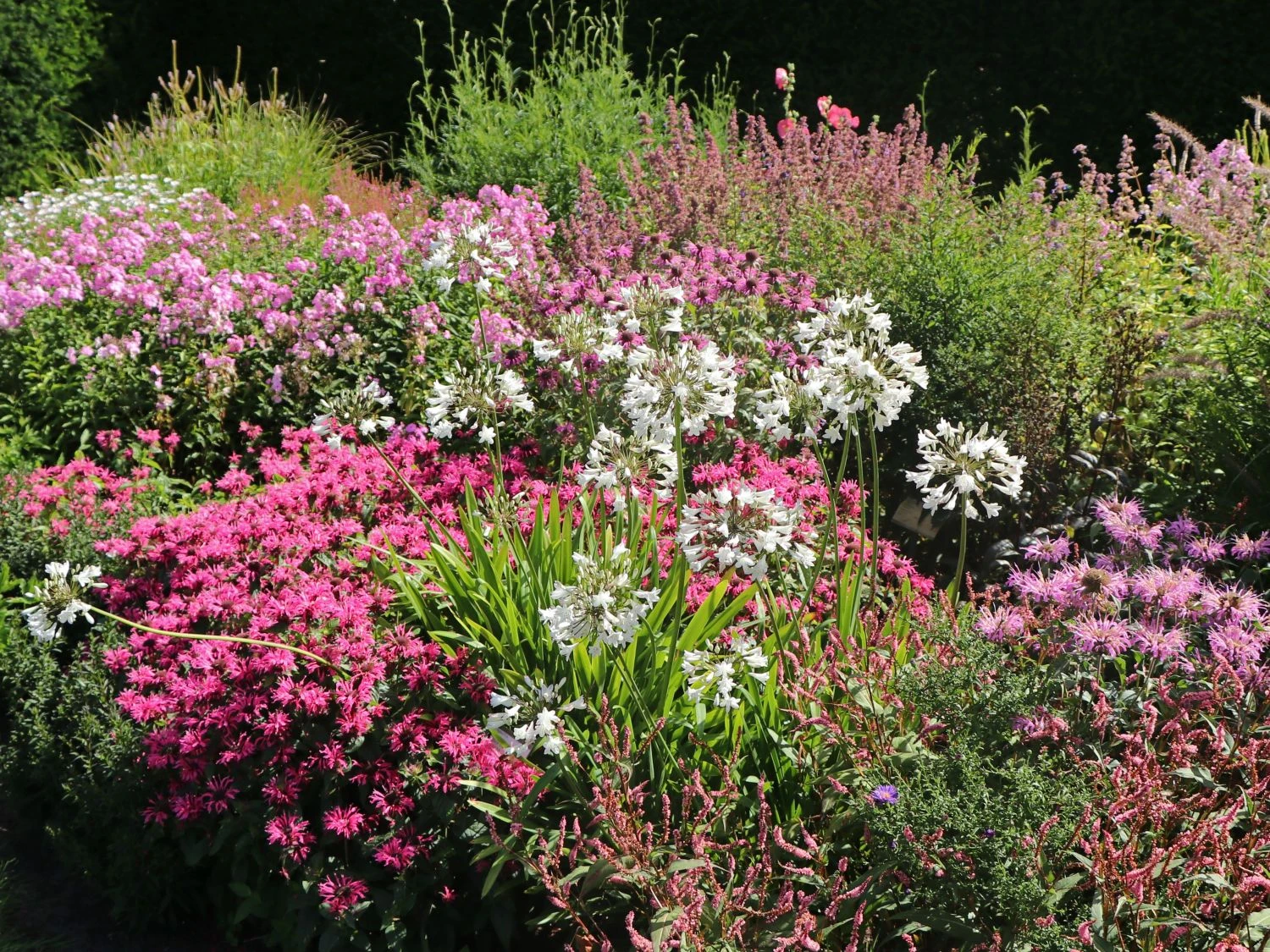 Schmucklilie 'Glacier Stream' 4 Schmucklilie 'Glacier Stream' – Bild 2