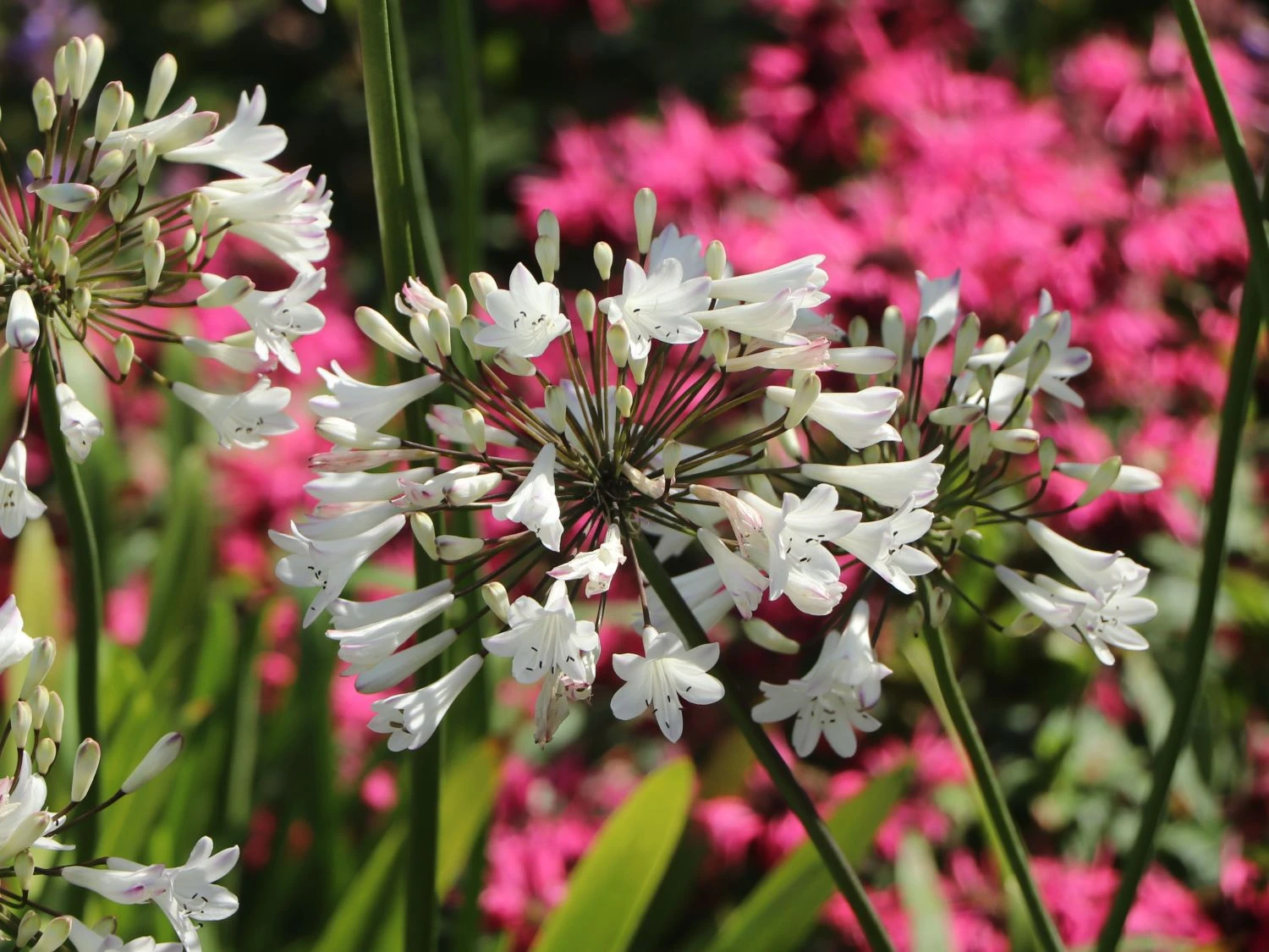 Schmucklilie 'Glacier Stream' 6 Schmucklilie 'Glacier Stream' – Bild 4