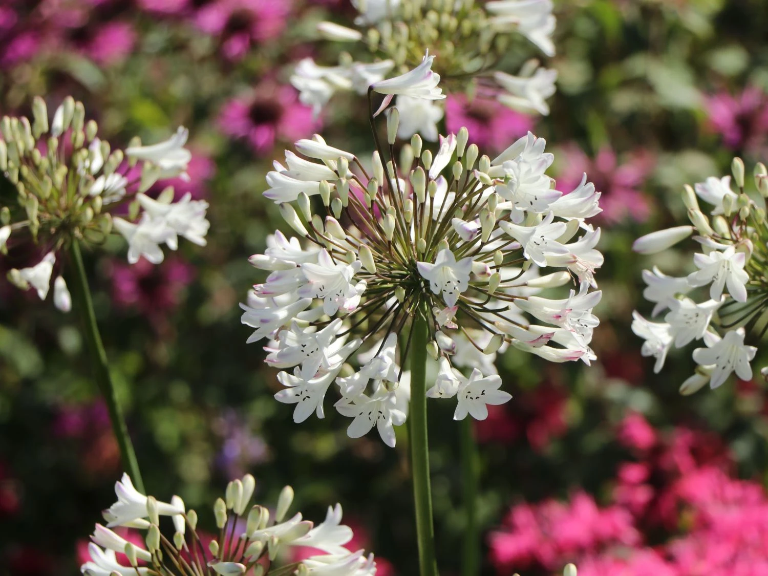 Schmucklilie 'Glacier Stream' 7 Schmucklilie 'Glacier Stream' – Bild 5