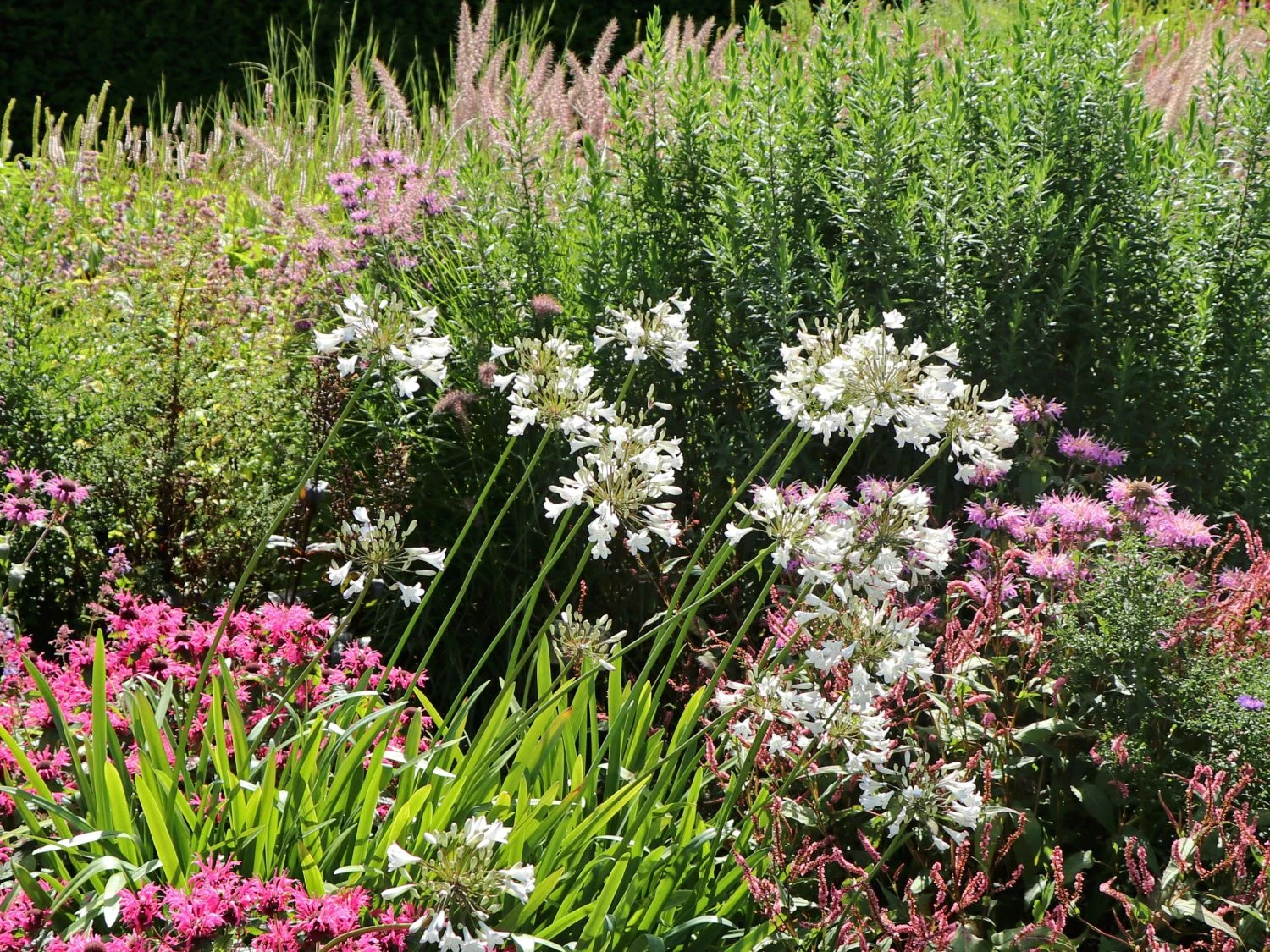 Schmucklilie 'Glacier Stream' 12 Schmucklilie 'Glacier Stream' – Bild 10