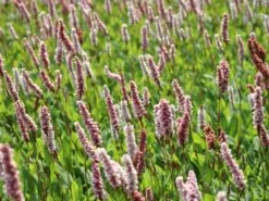 Schneckenknöterich 'Dimity' -Günstiges Garten Zart Geschäft schneckenknoeterich dimity m074129 w 0