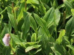 Schneckenknöterich 'Dimity' -Günstiges Garten Zart Geschäft schneckenknoeterich dimity m074129 w 1