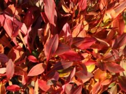 Schneckenknöterich 'Dimity' -Günstiges Garten Zart Geschäft schneckenknoeterich dimity m074129 w 3