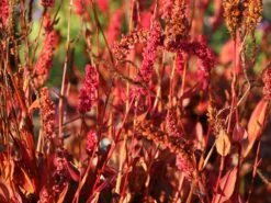 Schneckenknöterich 'Dimity' -Günstiges Garten Zart Geschäft schneckenknoeterich dimity m074129 w 4