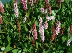 Schneckenknöterich 'Kabouter'