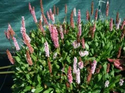 Schneckenknöterich 'Kabouter' -Günstiges Garten Zart Geschäft schneckenknoeterich kabouter m057929 w 1