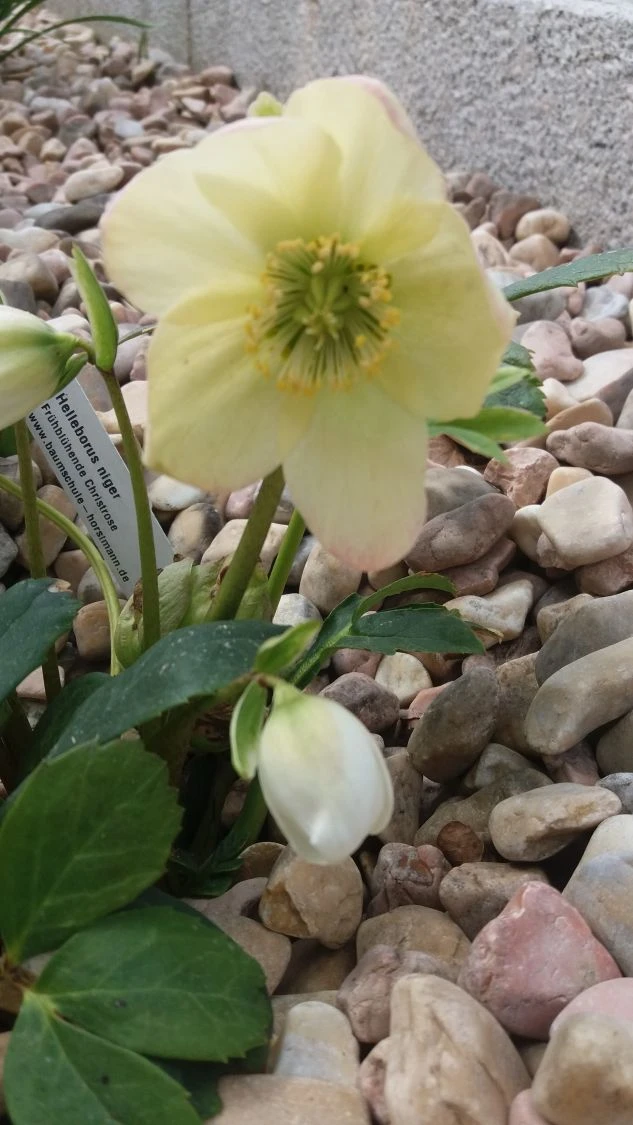 Schwarze Christrose 12 Schwarze Christrose – Bild 10