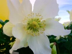 Schwarze Christrose 29 Schwarze Christrose -Günstiges Garten Zart Geschäft schwarze christrose m001640 441289 0