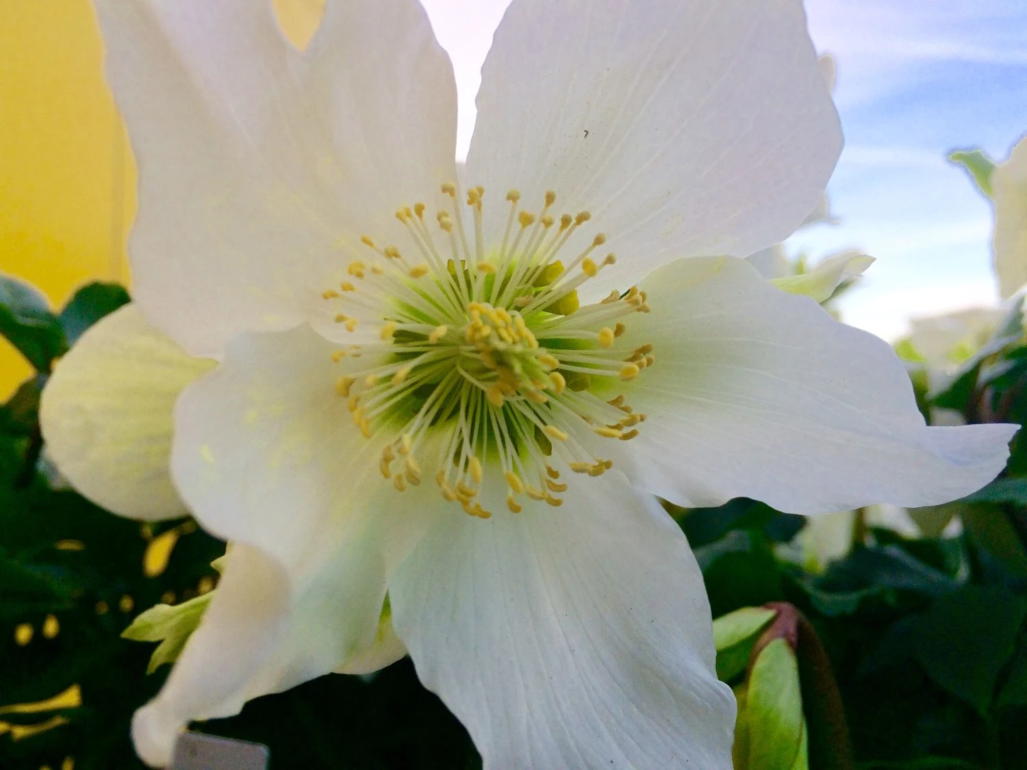 Schwarze Christrose 16 Schwarze Christrose – Bild 14