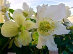 Schwarze Christrose 28 Schwarze Christrose -Günstiges Garten Zart Geschäft schwarze christrose m001640 441289 1