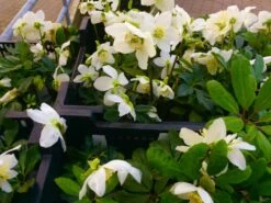 Schwarze Christrose 27 Schwarze Christrose -Günstiges Garten Zart Geschäft schwarze christrose m001640 441289 2